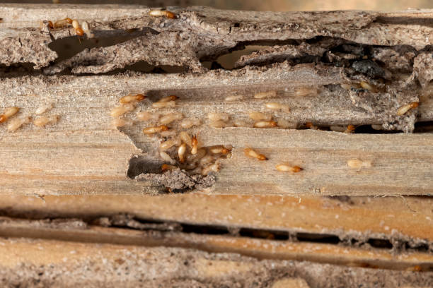 Best Wasp Removal Services  in Lynn, IN